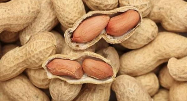 Jak a při jaké teplotě skladovat arašídy doma